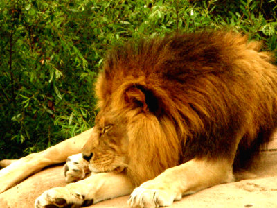 Lion Lying down 051.jpg