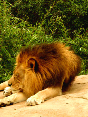 Lion Lying down  050.jpg