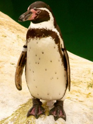 Penguin 091.jpg