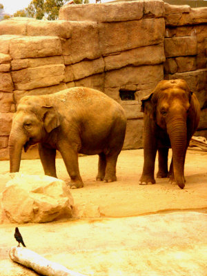 Elephants 089.jpg