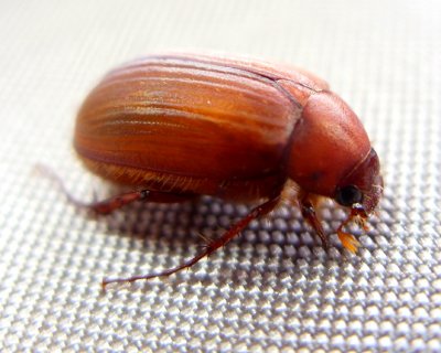 Insects and other creepy crawlers {updated 01-26-10}