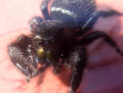 daring jumping spider 4204.jpg