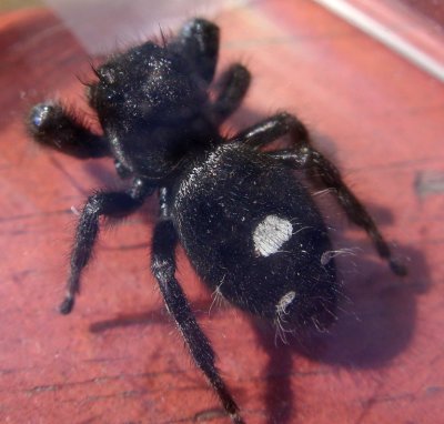 daring jumping  spider 4206.jpg
