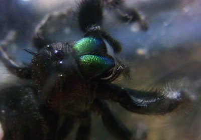 daring jumping  spider 4250.jpg