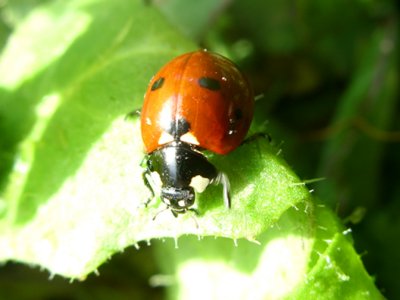 LadybugJLA5272.jpg