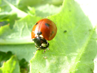 LadybugJLA5275.jpg