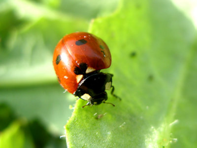 LadybugJLA5277.jpg