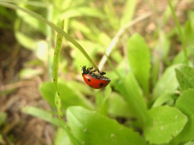 Ladybug5293a.jpg