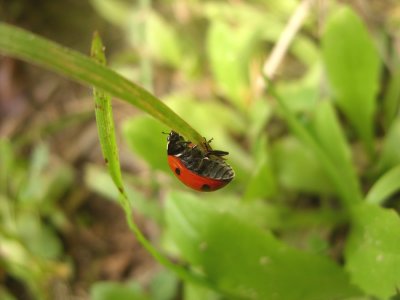 Ladybug5294a.jpg