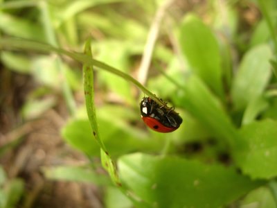 Ladybug5295a.jpg