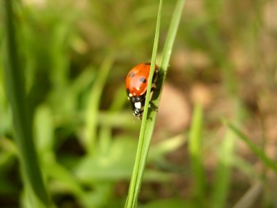 Ladybug5297a.jpg