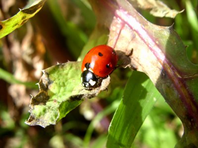 Lady bugJLA5377a.jpg