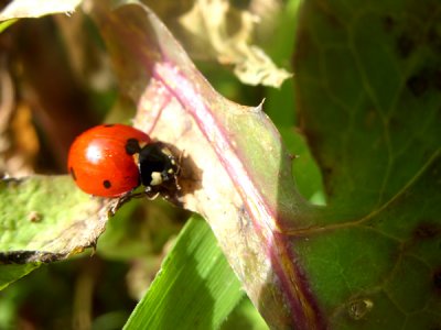 LADY BUGS