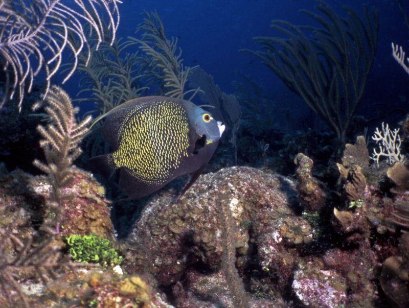 French Angelfish