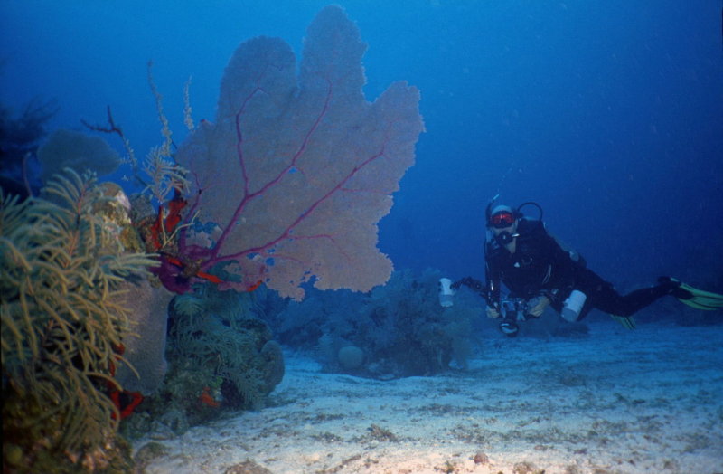 Bob with sea fan