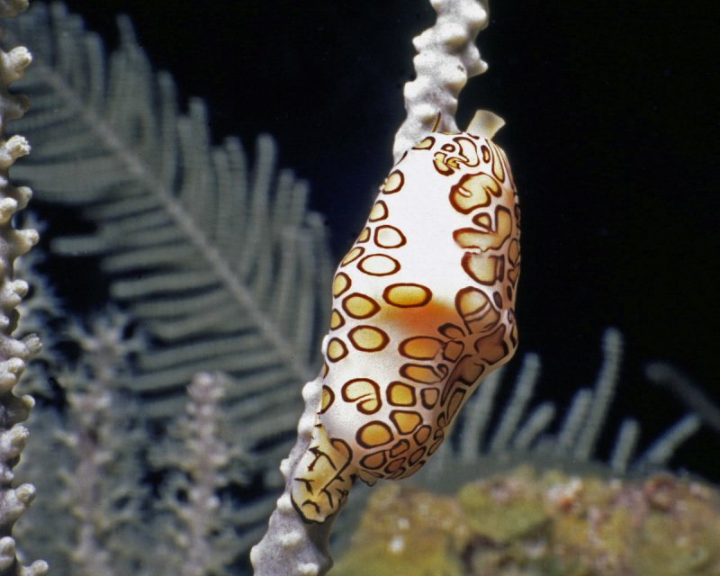 Flamingo Tongue at Rum Point Drop Off