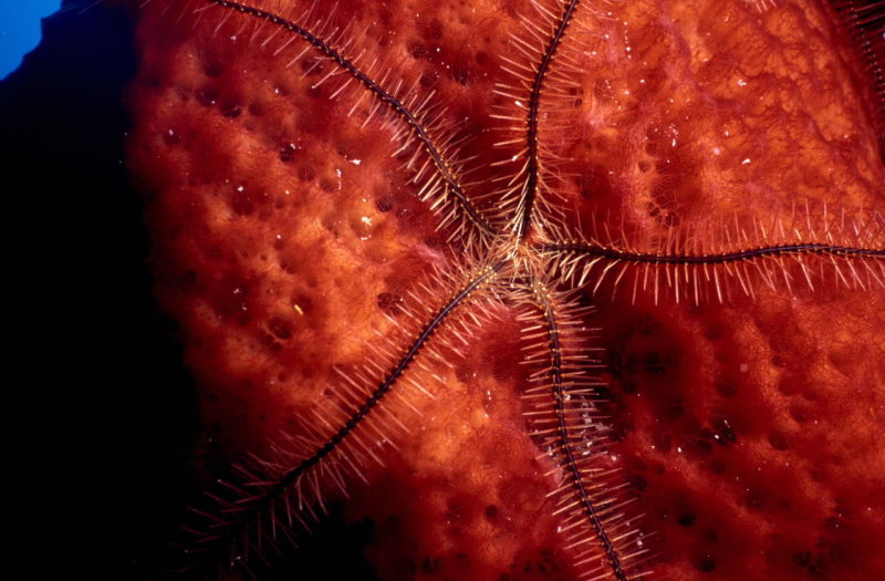 Brittle Star