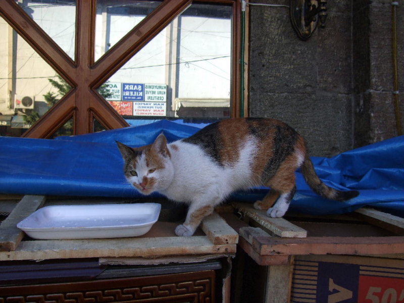Cat at the Trabzon Pazar.
