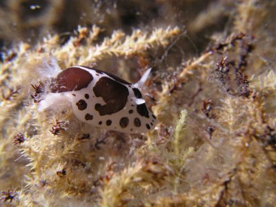 Discodorid nudibranch