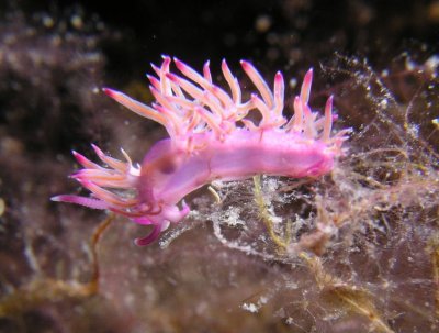 Flabellina