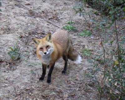 This fox is called Lucky.