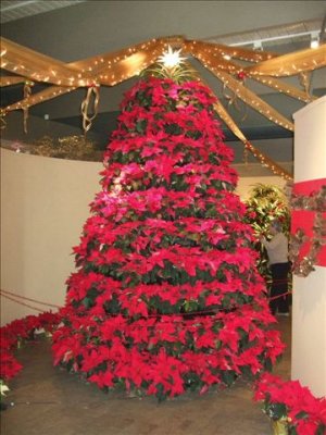 Christmas tree made of poinsettas