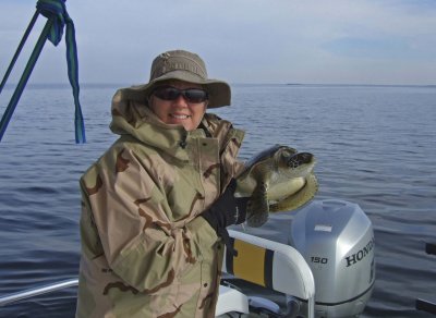 Turtle Rescue in St Joe Bay