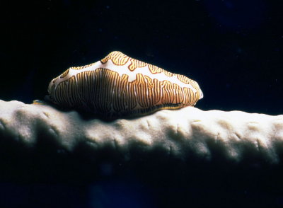 Fingerprint cowry