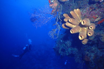 Wall at Hammerhead Hill