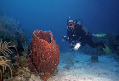 Bob with giant barrel sponge