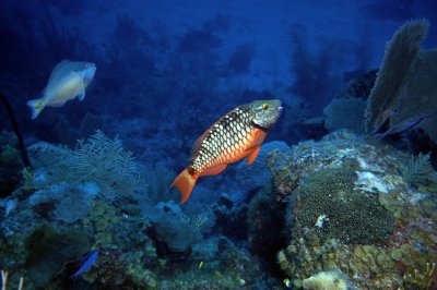 Stoplight parrotfish at cleaning station