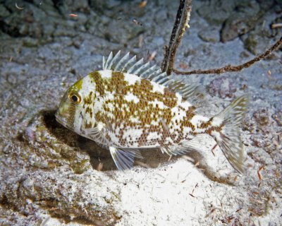 Image101 Porgy at night.jpg