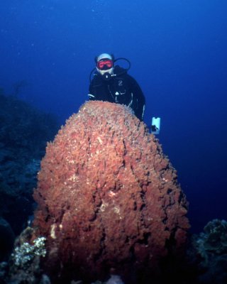 Bob with a large barrel sponge