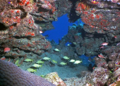 Reef Scene.jpg