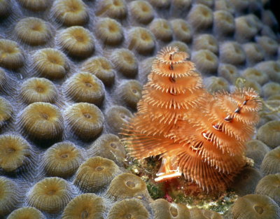 Sam's Big Toe:  Star coral and Christmas tree worm