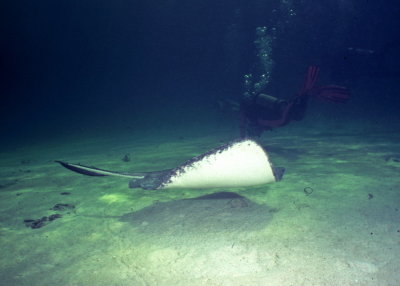 Stingray City