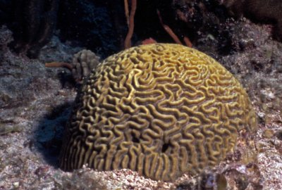 Brain Coral