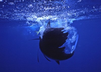 Sailfish chasing the mahi in a circle--mahi tail upper left of the sailfish