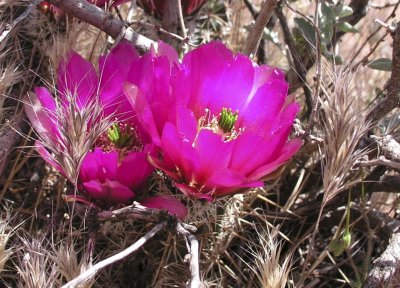 Cactus flowers