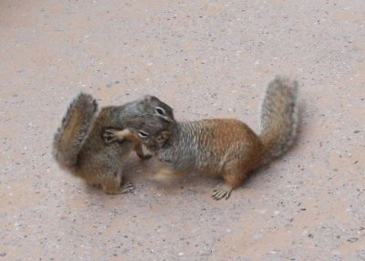 Sumo squirrel wrestling