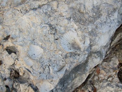 The sandstone contained a number of fossils.  These look like the yummy scallops in Florida!