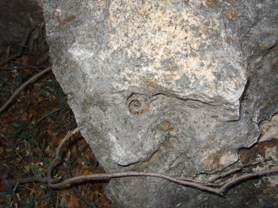 Another seashell fossil in the rock.