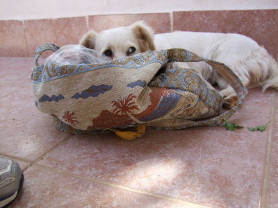 I think the hotel mascot liked my Turkish bag almost as much as Gabby.