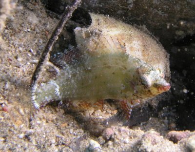 Another photo of the hawkfish.