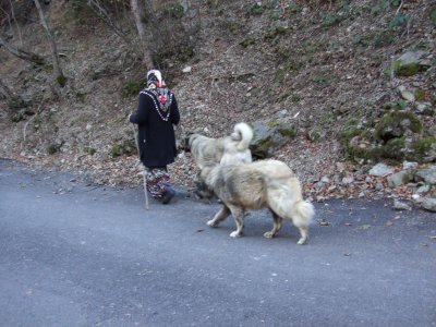 These are the large, Turkish herd dogs called Kangals.  You can't export pure breds from the country.