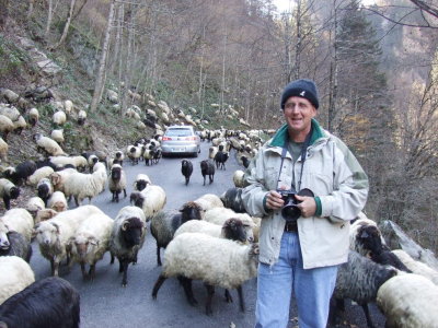 Bob with the herd