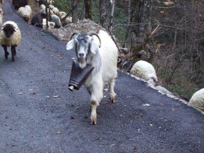 Some of the larger goats had bells a foot long