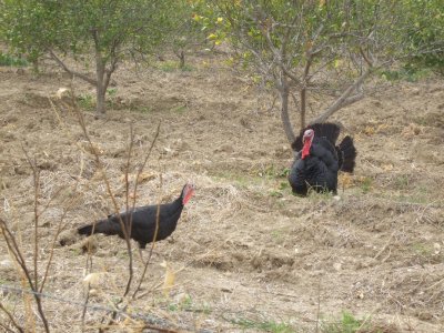 Turkish turkeys in an orchard.  There were several hens and the Tom was putting on a show.