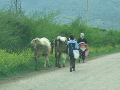 Walking home with the cows