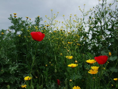 Flowers along the road